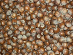 Azienda Agricola Papa dei Boschi Piemontesische Haselnüsse New