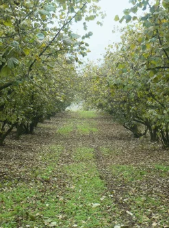 Azienda Agricola Papa dei Boschi Piemontesische Haselnüsse New