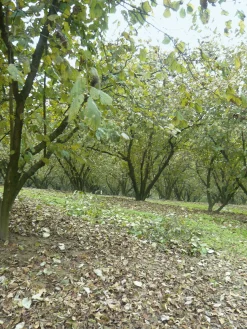 Azienda Agricola Papa dei Boschi Piemontesische Haselnüsse New