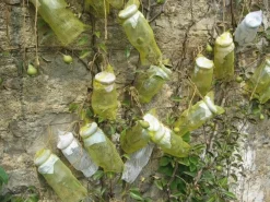 Kartuzija Pleterje Pleterje Birne Online