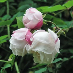 Rosenhof Schultheis Ramblerrose 'Ayrshire Queen' Online