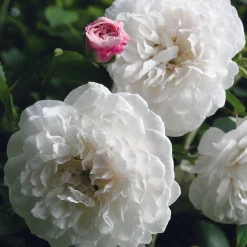 Rosenhof Schultheis Ramblerrose ’Félicité et Perpétue‘ Hot