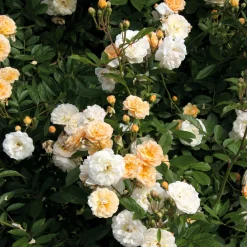 Rosenhof Schultheis Ramblerrose 'Ghislaine de Féligonde' Sale