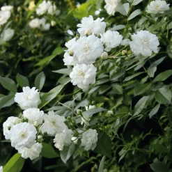 Rosenhof Schultheis Ramblerrose 'Guirlande d`Amour®' Sale