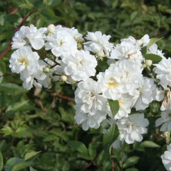 Rosenhof Schultheis Ramblerrose 'Guirlande d`Amour®' Sale