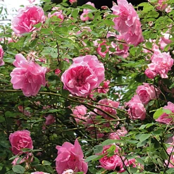 Rosenhof Schultheis Ramblerrose 'Mme Sancy de Parabère' Outlet