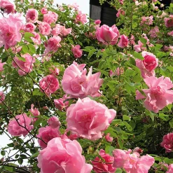 Rosenhof Schultheis Ramblerrose 'Mme Sancy de Parabère' Outlet