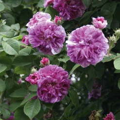 Rosenhof Schultheis Ramblerrose 'Russeliana' Online