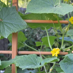 Kaufhaus Harra Rankgerüst für Beet und Hochbeet Hot