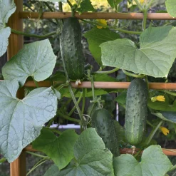 Kaufhaus Harra Rankgerüst für Beet und Hochbeet Hot