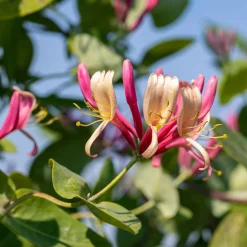 Martin Müller Baumschulen Rankpflanze 'Heckrotts Duft-Geißblatt'