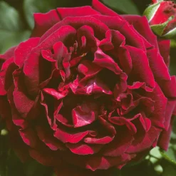 Rosenhof Schultheis Remontantrose 'Souvenir du Dr. Jamain' Outlet