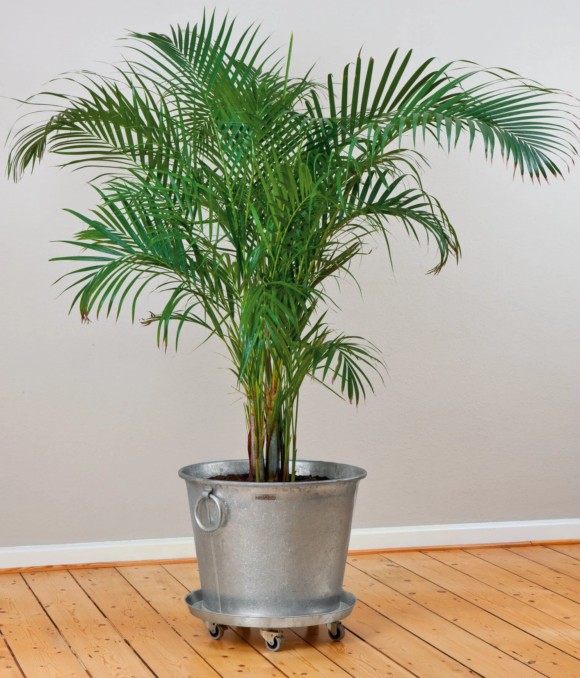 FLORA Wilh. Förster Rolluntersetzer Stahl verzinkt Sale