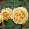 Rosenhof Schultheis Romantikrose 'Felidae' New