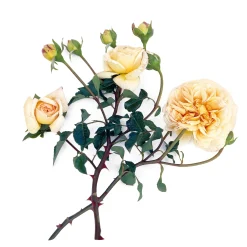 Rosenhof Schultheis Romantikrose 'Felidae' New