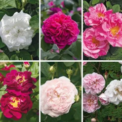 Manufactum Rosenhecke Bauerngarten Outlet