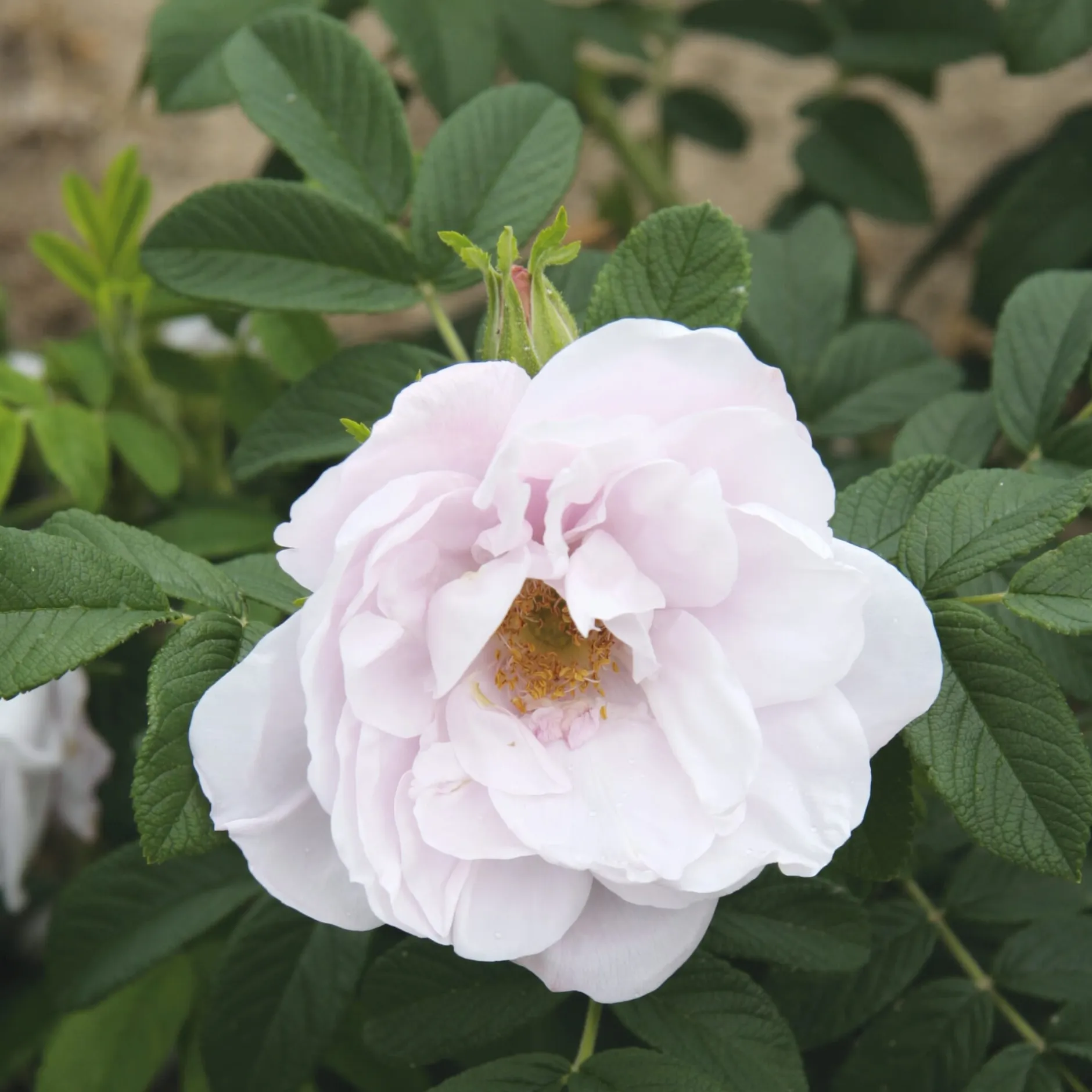 Manufactum Rosenhecke Friesenwall Sale