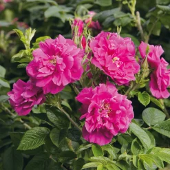 Manufactum Rosenhecke Friesenwall Sale