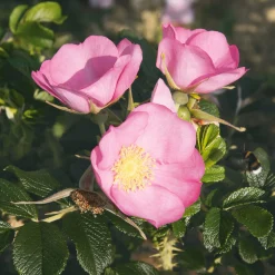 Manufactum Rosenhecke Friesenwall Sale