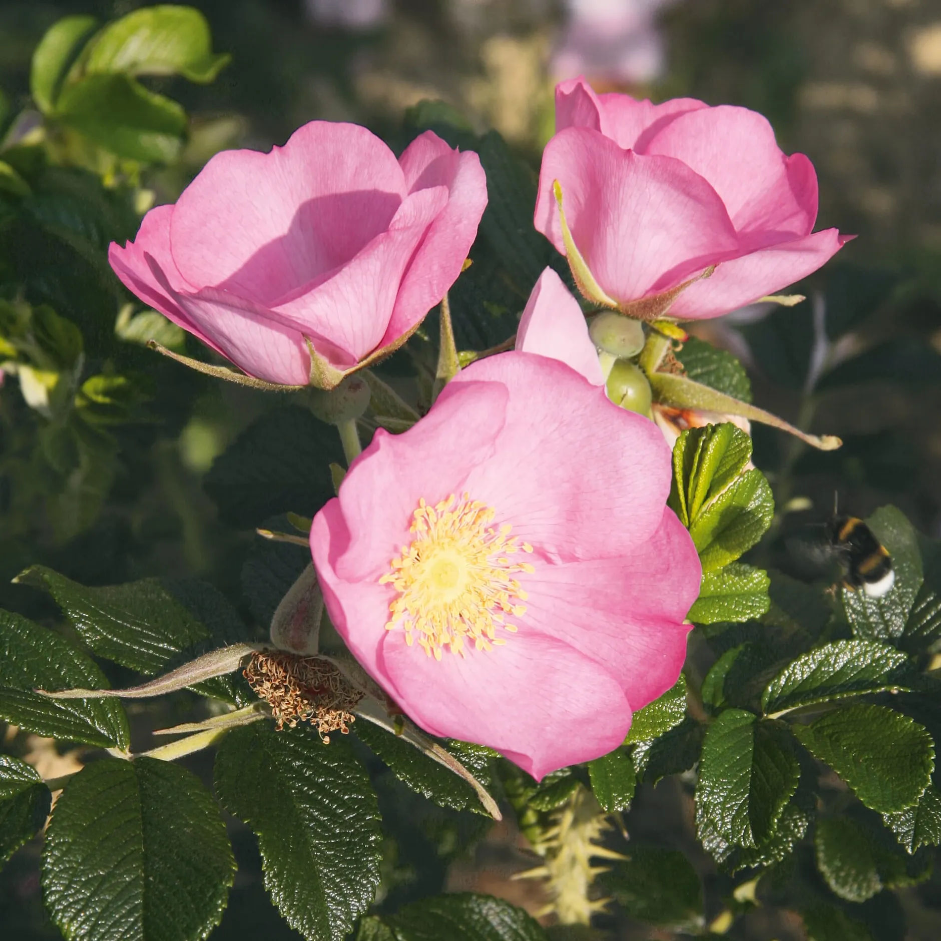 Manufactum Rosenhecke Friesenwall Sale