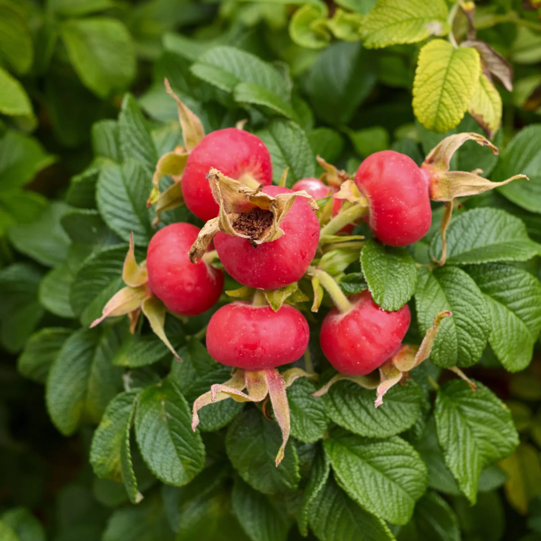 Manufactum Rosenhecke Friesenwall Sale