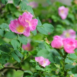 Manufactum Rosenhecke Heimische Wildrosen Outlet