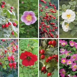 Manufactum Rosenpaket Hagebuttenrosen