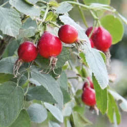 Manufactum Rosenpaket Hagebuttenrosen