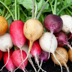 Manufactum Saatgut Gemüse und Blumen für Kinder Online