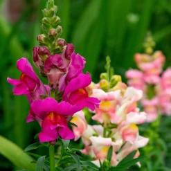 Saat & Gut Saatgutset im Holzkästchen Online