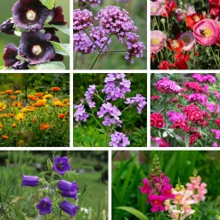 Saat & Gut Saatgutset im Holzkästchen Online