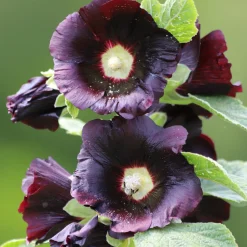 Saat & Gut Saatgutset im Holzkästchen Online