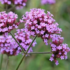 Saat & Gut Saatgutset im Holzkästchen Online