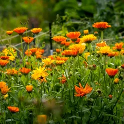 Saat & Gut Saatgutset im Holzkästchen Online