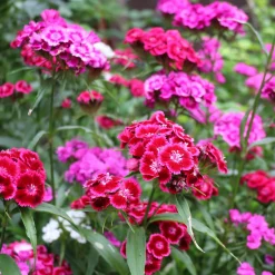 Saat & Gut Saatgutset im Holzkästchen Online