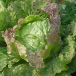 Saat & Gut Saatgutset im Holzkästchen Hot