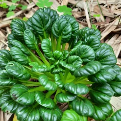 Saat & Gut Saatgutset im Holzkästchen Hot