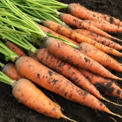 Saat & Gut Saatgutset im Holzkästchen Hot