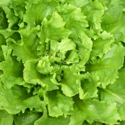 Saat & Gut Saatgutset im Holzkästchen Hot