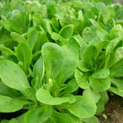 Saat & Gut Saatgutset im Holzkästchen Hot