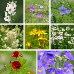 Saat & Gut Saatgutset im Holzkästchen Discount