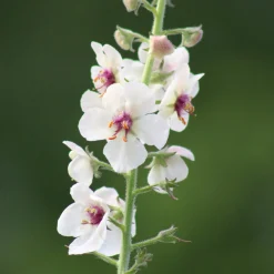 Saat & Gut Saatgutset im Holzkästchen Discount