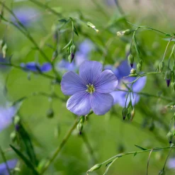 Saat & Gut Saatgutset im Holzkästchen Discount