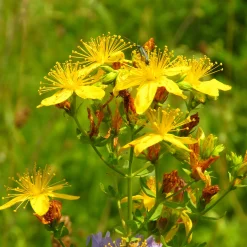Saat & Gut Saatgutset im Holzkästchen Discount