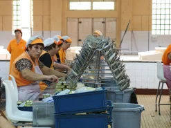 NURI Sardinen in scharfem Olivenöl Outlet