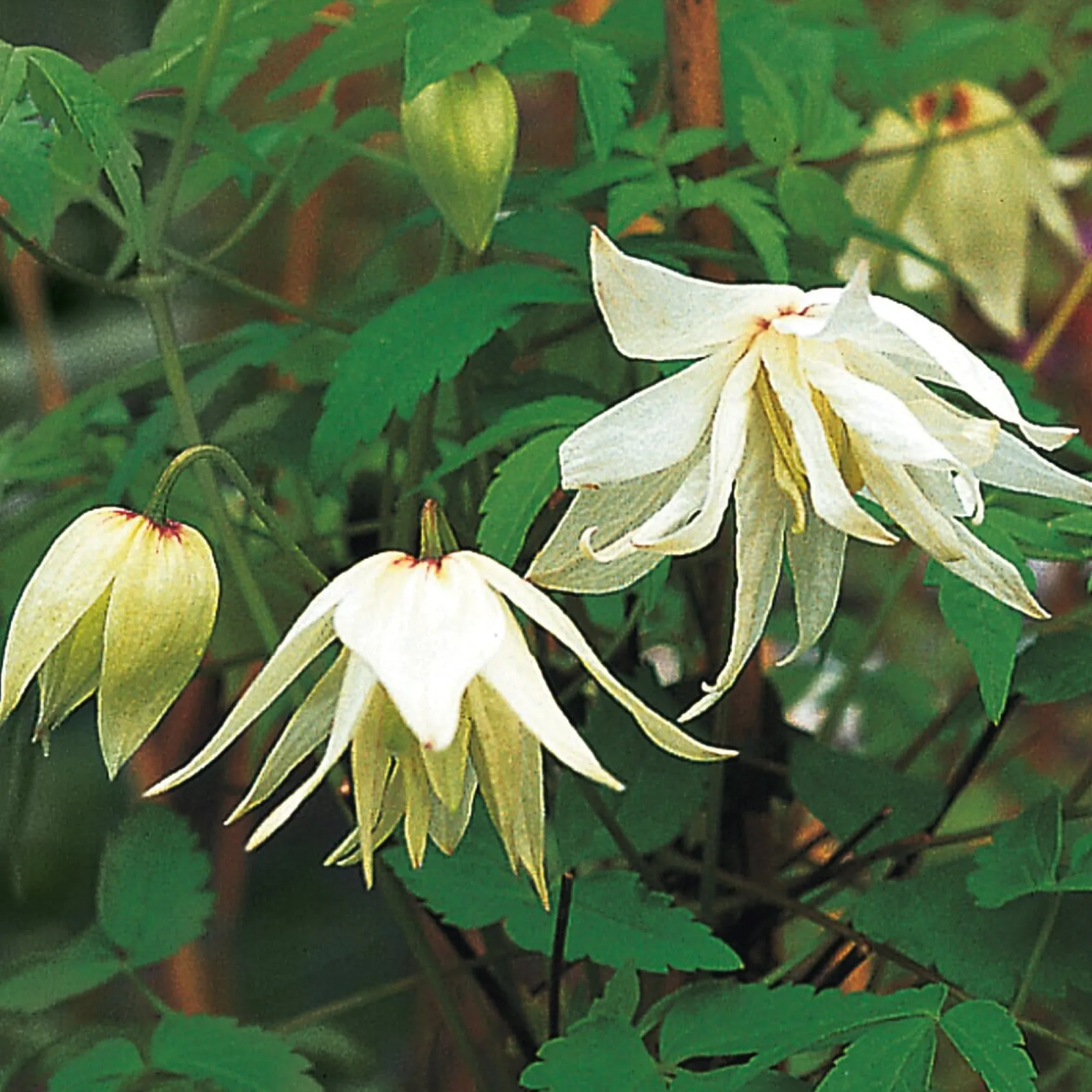 Martin Müller Baumschulen Sibirische Alpenwaldrebe 'Albina Plena' Clearance