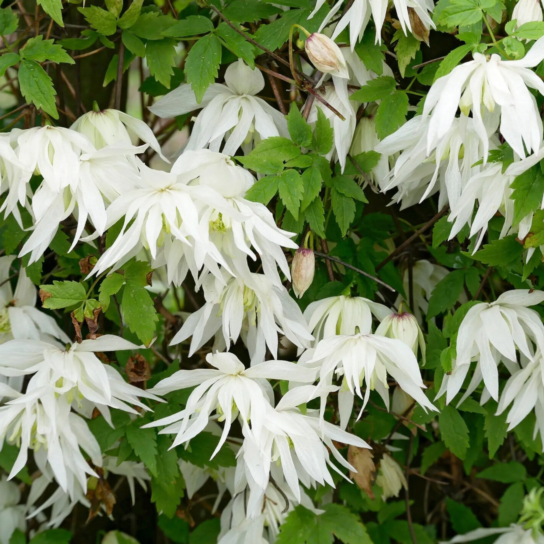 Martin Müller Baumschulen Sibirische Alpenwaldrebe 'Albina Plena' Clearance