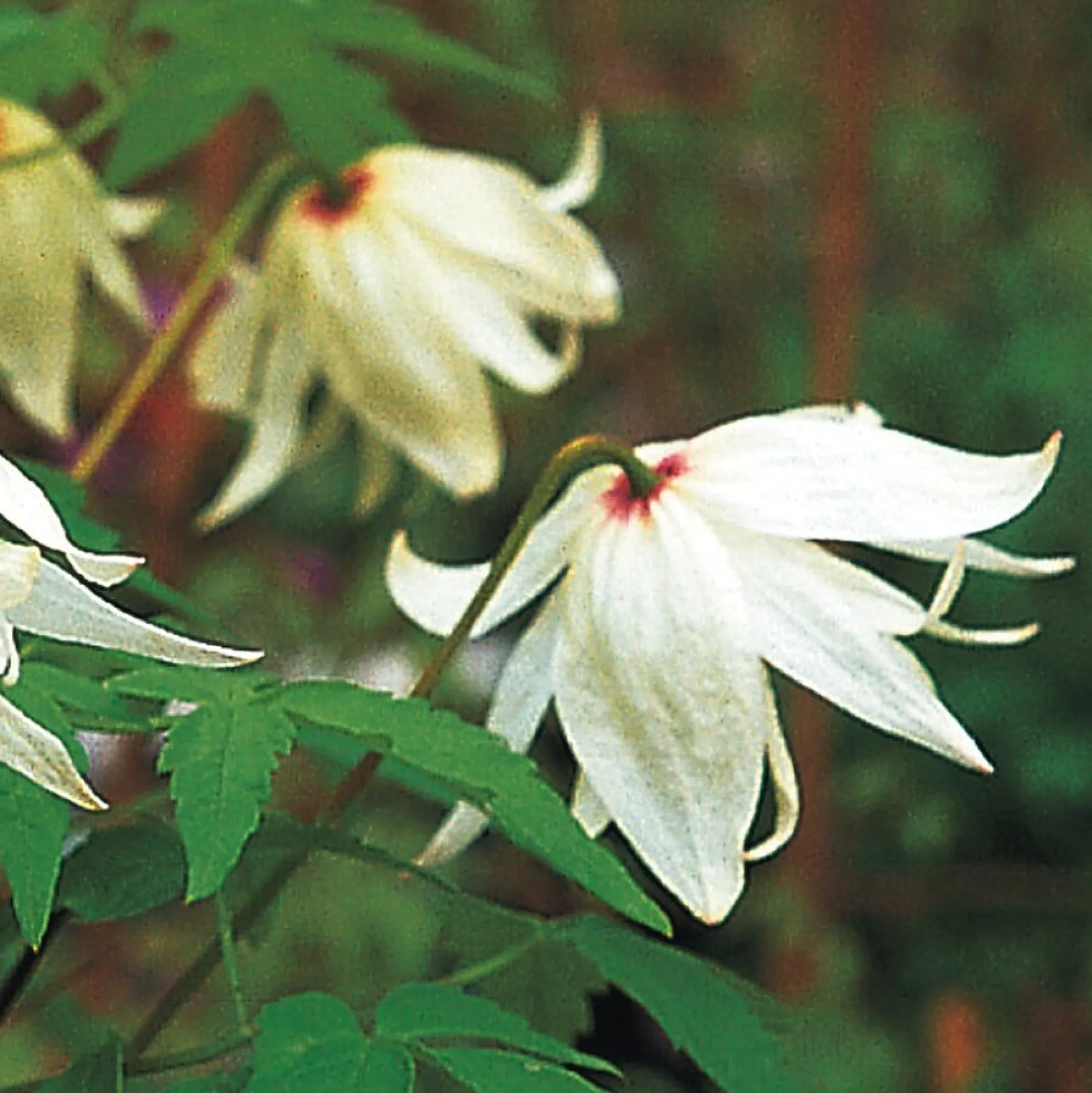 Martin Müller Baumschulen Sibirische Alpenwaldrebe 'Albina Plena' Clearance