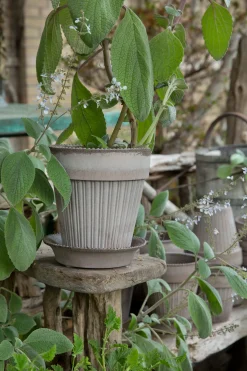 Bergs Potter Simona Pflanztopf mit Untersetzer Discount