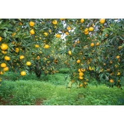 Consorzio il Tardivo di Ciaculli Sizilianischer Mandarinenfruchtaufstrich New